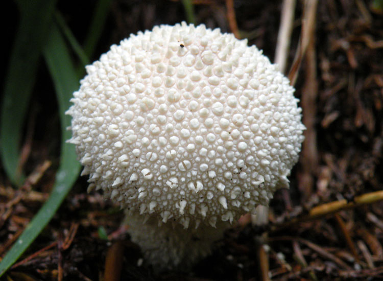 Lycoperdon e dintorni